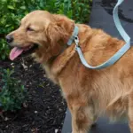 Australian Designed Boucle Dog Leash, Sage - Image 2