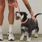 Australian Designed Boucle Dog Collar, Terracotta - Image 2