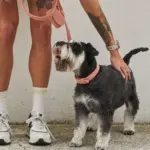 Australian Designed Boucle Dog Collar, Terracotta - Image 7