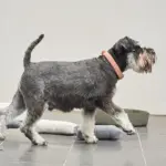 Australian Designed Boucle Dog Collar, Terracotta - Image 3