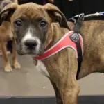 Tre Ponti Genesis Adjustable Girth Easy Fit Pet Harness, Red - Image 6