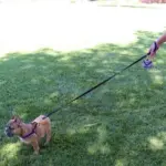 Tre Ponti Mesh Dog Lead, Red - Image 8