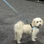 Tre Ponti Reflective Dog Leash, Blue - Image 6