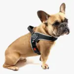 Tre Ponti Brio Adjustable Step In Dog Harness, Black - Image 9
