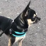 Tre Ponti Mesh Adjustable Girth Easy Fit Pet Harness, Black - Image 3