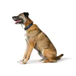 Hunter Dog Collar Amalfi, Blue - Image 7