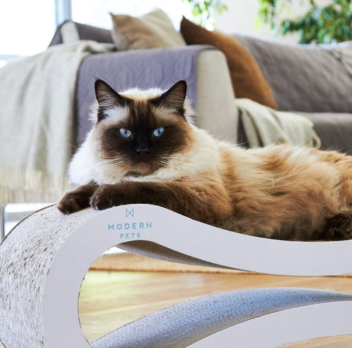 custom dog beds - Professional Guide and Review