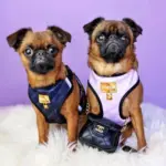 Personalised Pet Harness - Classic Chewnel - Image 10