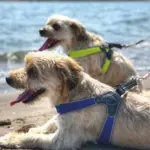 Cinquetorri Step-in Dog Harness, Red - Image 2