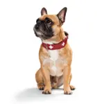 Hunter Classic Swiss Leather Dog Collar - Image 5