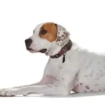 Hunter Sansibar Special Edition Leather Dog Collar - Image 5