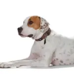 cleaning paw - Professional Guide and Review