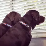 Personalised Dog Collar - Picnic Time - Image 7