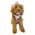 Personalised Pet Harness - Confetti - Image 5