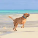 Hunter Maui Vario Plus Dog Collar Heavy Duty Clasp Buckle - Image 7