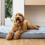 water bowl for dog crate - Professional Guide and Review