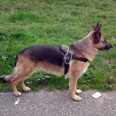 hemp oil for dogs australia bottle next to fresh hemp seeds and a golden retriever