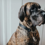 door barrier|personalised dog gifts australia - Image 2