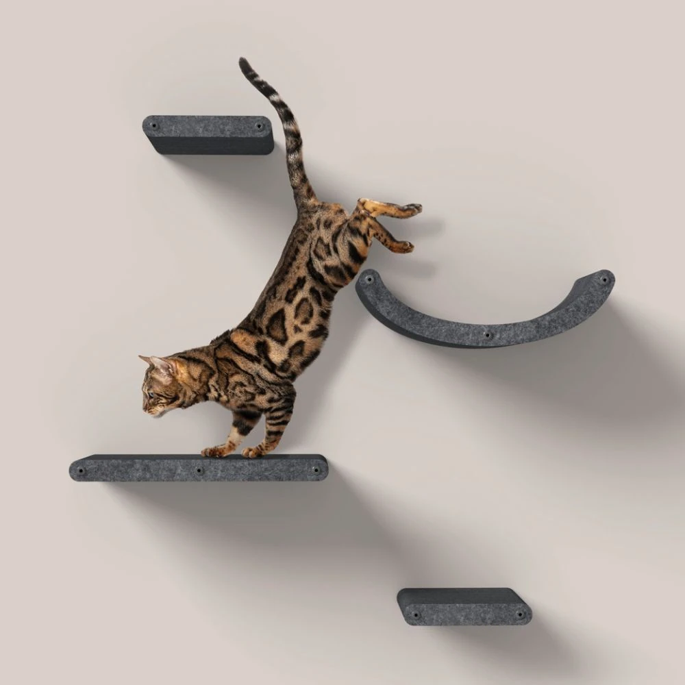 pet urine odour remover application near cat climber shelves