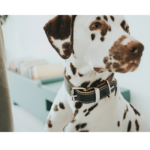 dog collar and tag|wheeled pet carriers for cats